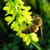 Bee pollinating yellow flower