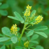 Gopher Stopper-Sour Clover Seed (Melilotus indica)