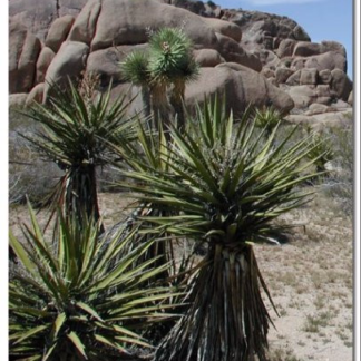 Spanish Dagger (Yucca schidigera) seeds