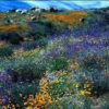 Chaparral Sage Scrub Mix