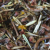 Chaparral Sage Scrub Mix - Image 2