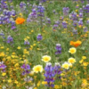 California Native Wildflower Seed Mix