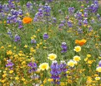California Native Wildflower Seed Mix