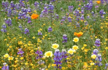 California Native Wildflower Mixture