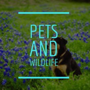 Pet and wildlife