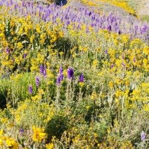 Mountain Wildflower mix-Proprietary blend
