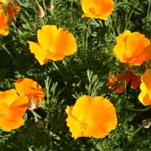 California Poppy- Eschscholzia californica